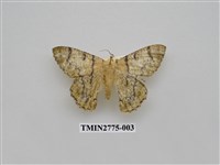 藏品(尺蛾346)的圖片